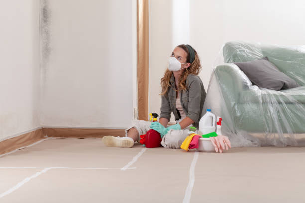 Reliable Mold Removal contractor in Erie, IL by Car Mold Remediation